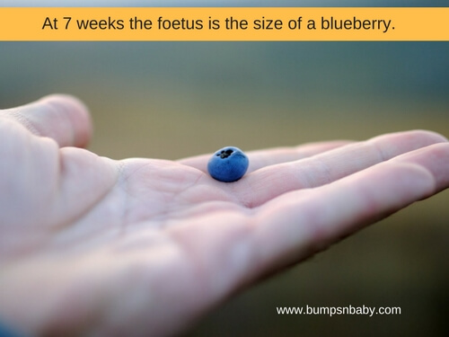 foetus size at 7 week pregnant